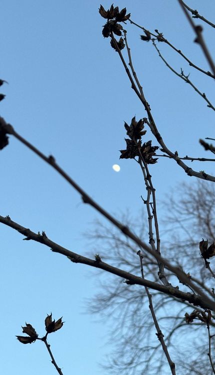 Listening to the Universe: Meditation, Flow, and the Bat Kol