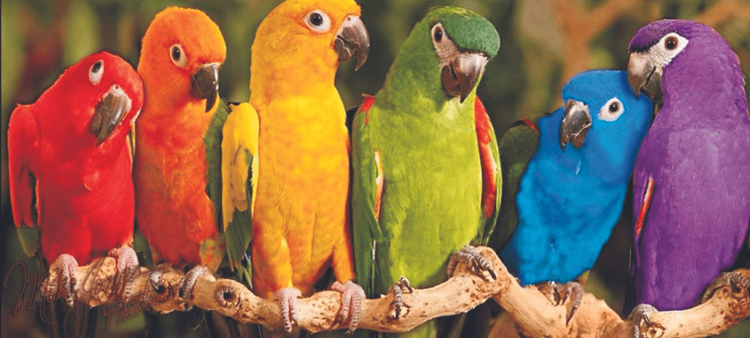 When Pericos Video-Call Their Friends