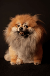 Summer Pet Safety Tips for Upstate New York