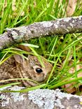 Welcome to rabbit