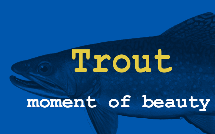 A trout is a moment of beauty known only to those who seek it